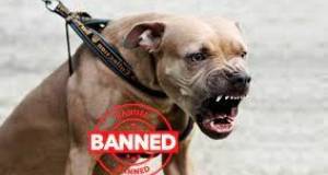 Pitbulls are made illegal across the united states