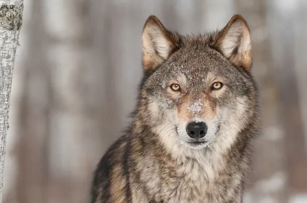 Pessoas que gostam de lobos tem mais de 99 de chances de serem yag diz estudo.