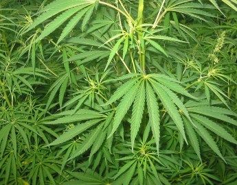 Han legalitzat el Cannabis